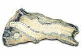 Mammoth Molar Slice With Case - South Carolina #377751-1